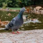 מרחיק יונים