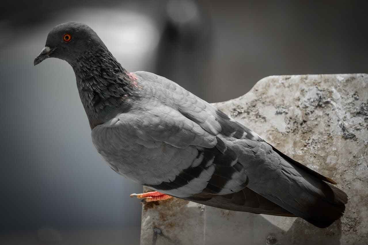 סילוק יונים