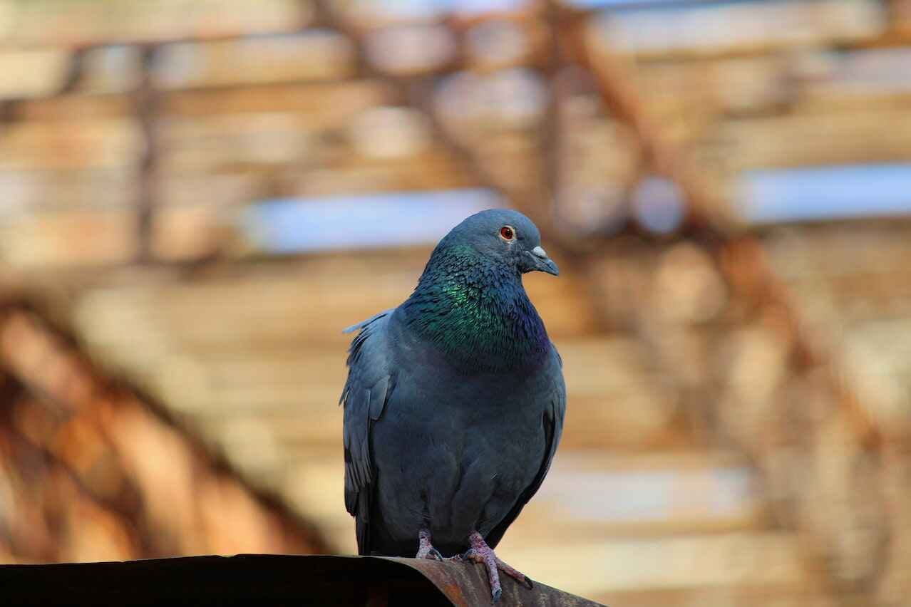 הרחקת יונים באמצעות דוקרנים
